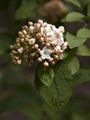 Viburnum carlcephalum Kalina angielska